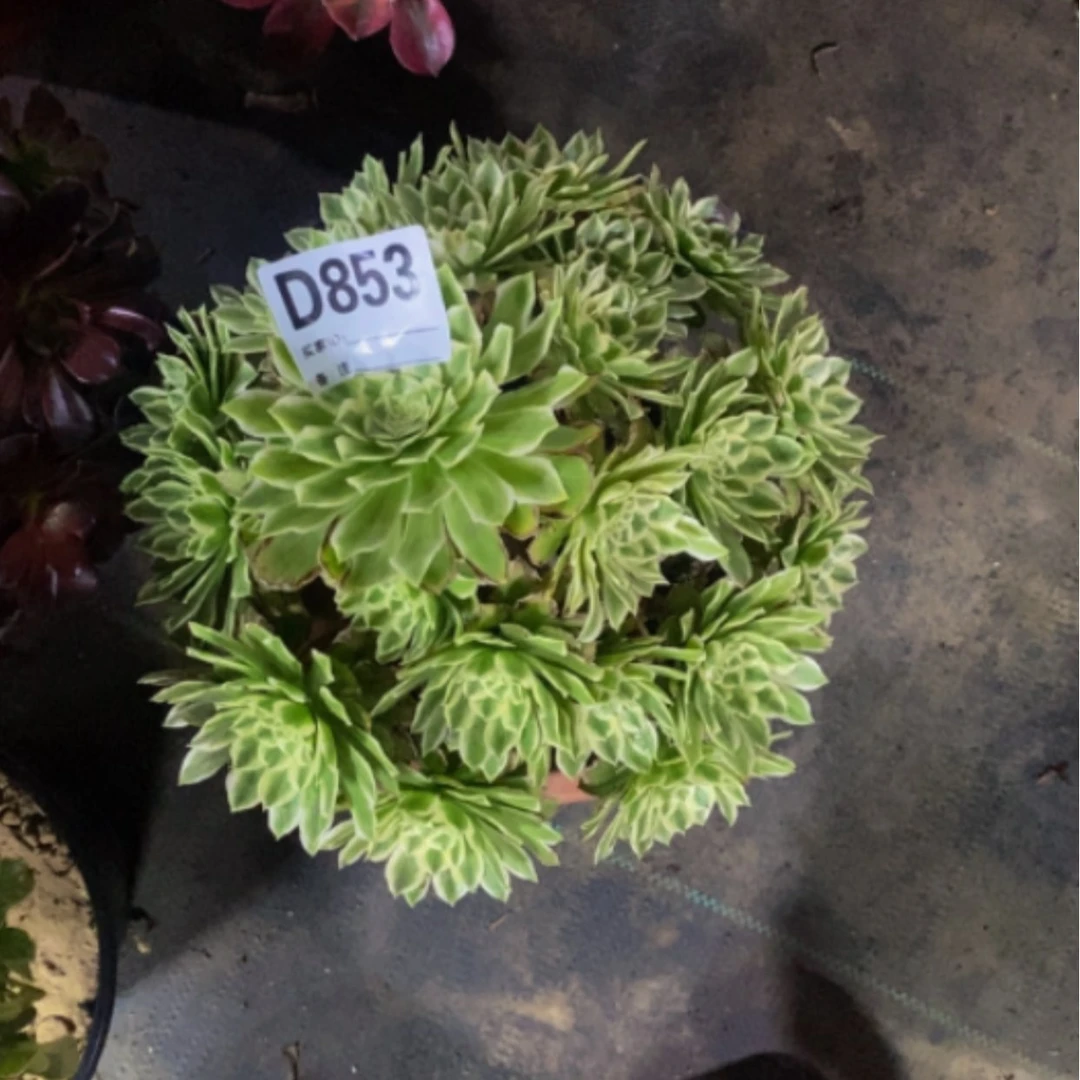 【闪购商品】美好853