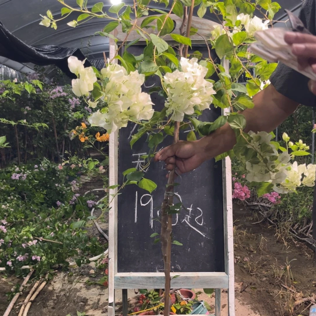 无花朵三角梅三角梅1054