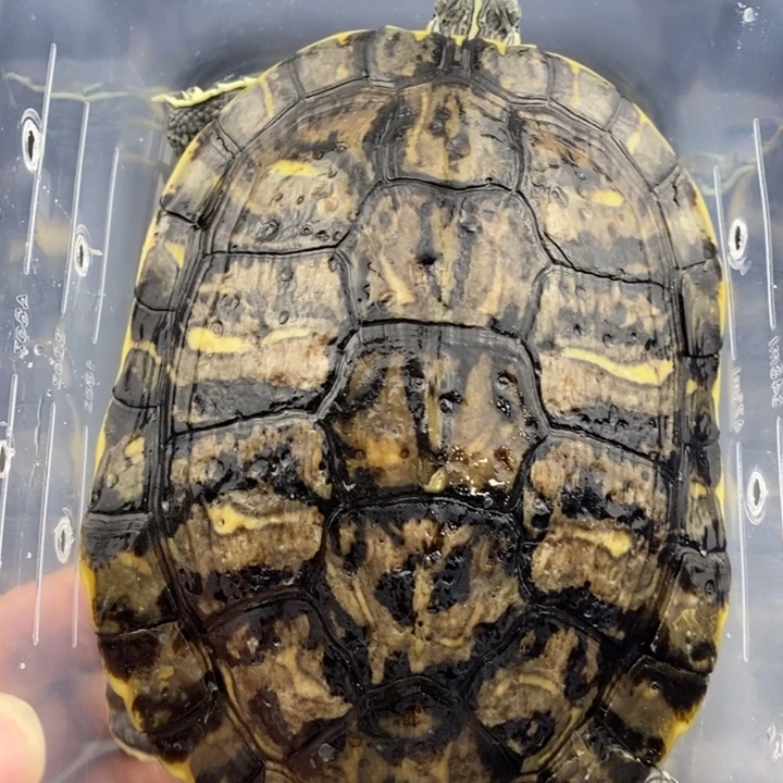 巴西彩龟母6666666