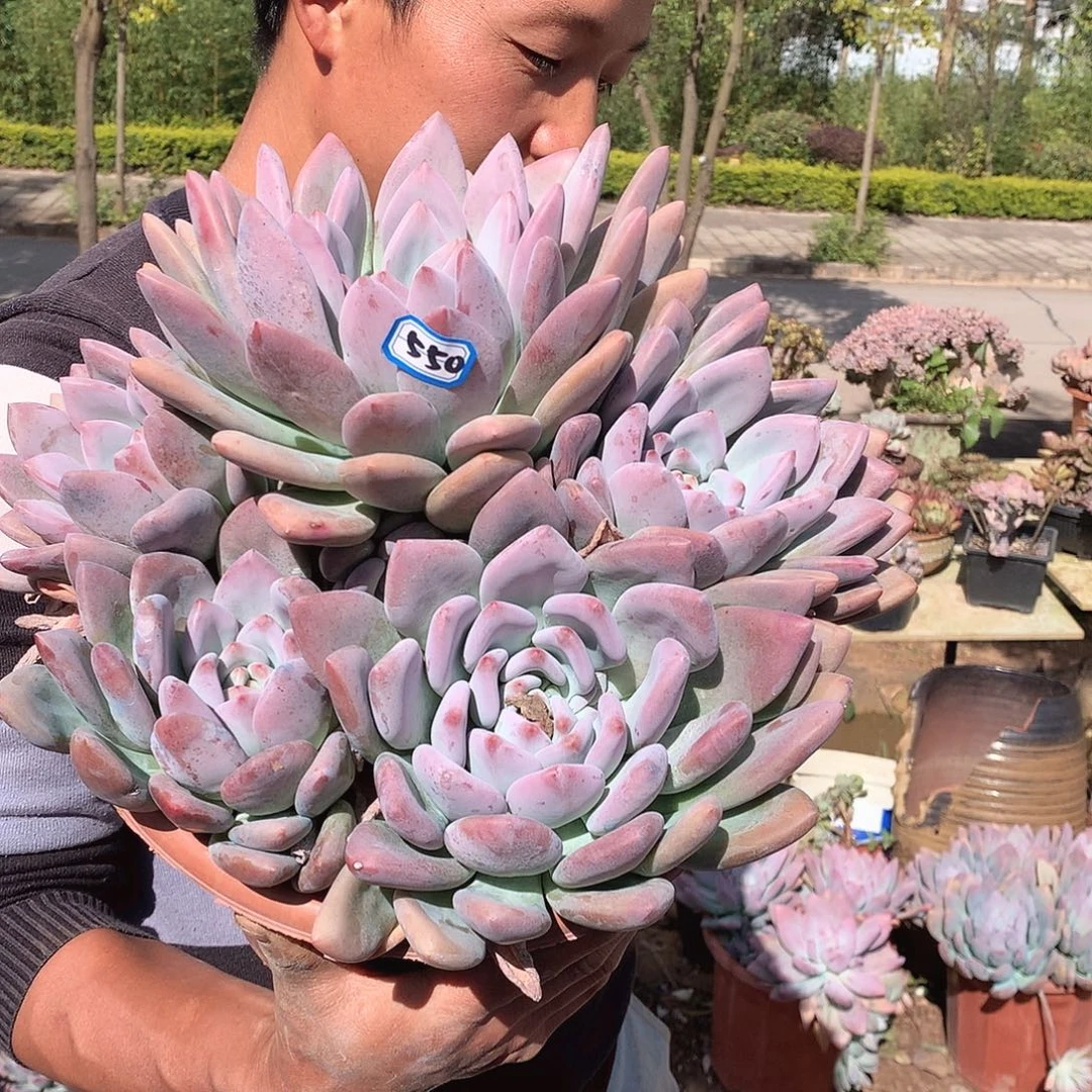 550 奥普  一物一拍多肉