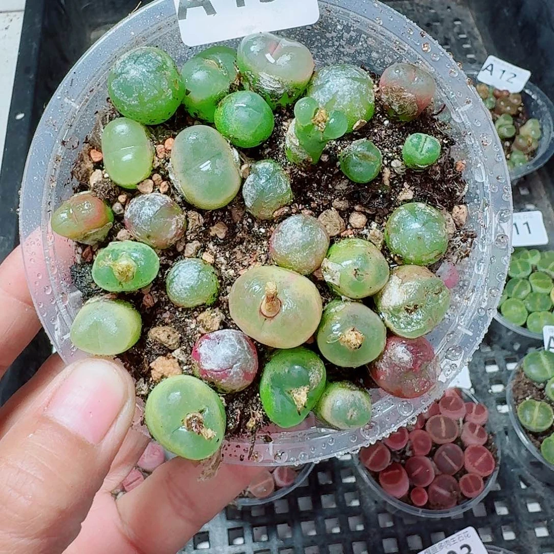 15多肉植物多肉植物