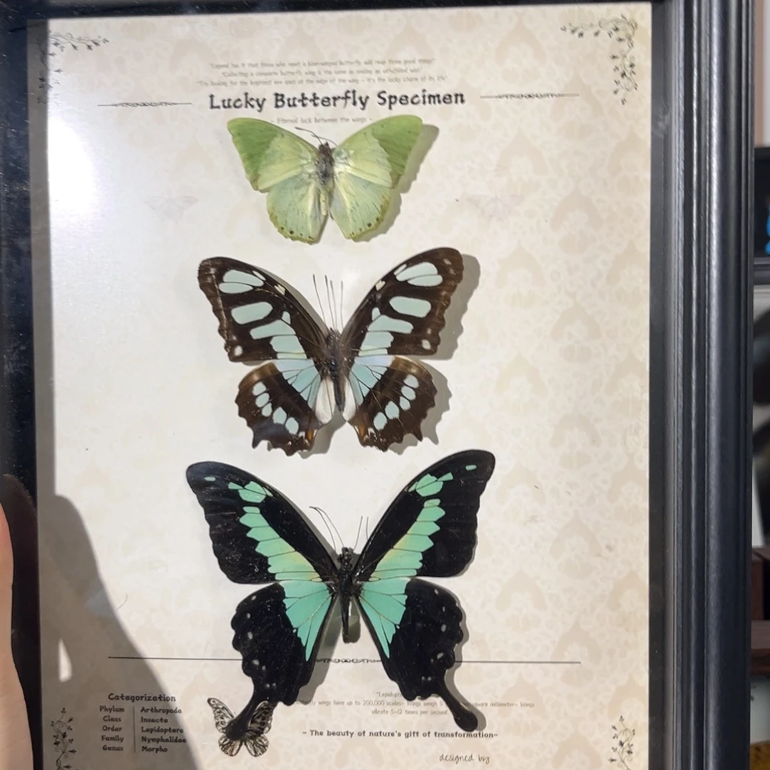 横款3绿色蝴蝶标本