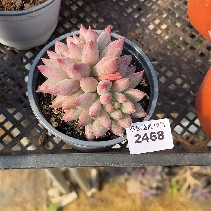 阿雅园艺。      2468虞美人