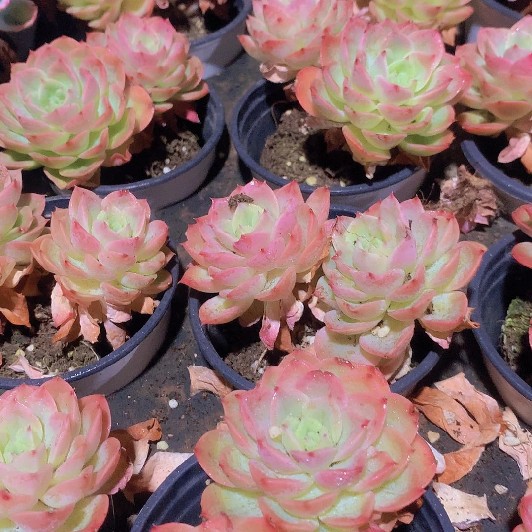 星娜搭3457789990000