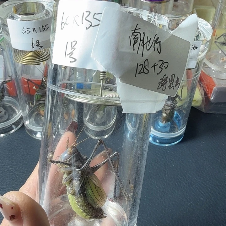 蟋蟀哈哈哈哈哈哈哈哈哈哈哈