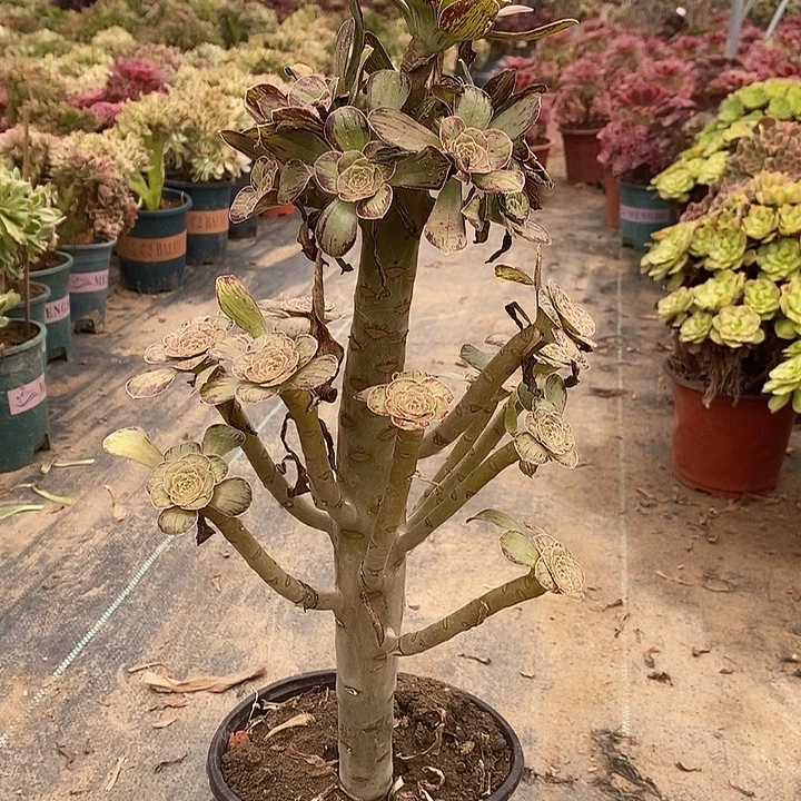 ｖ锦多肉植物062。