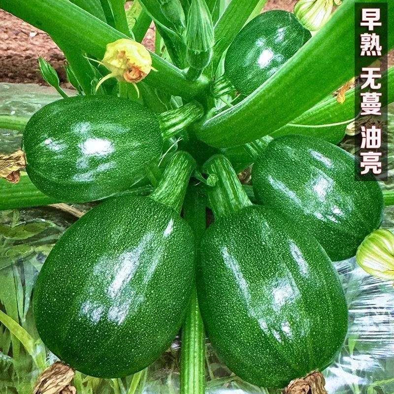 【全店5包包邮】早熟无蔓早绿种子杂交矮生青皮小南瓜嫩南瓜种籽春