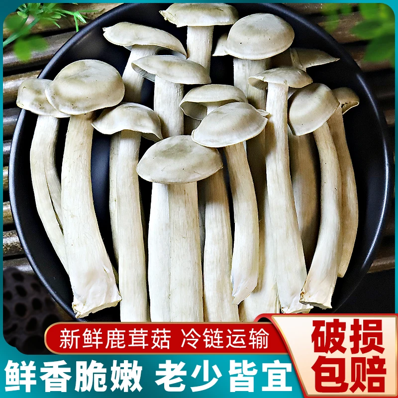【甄选春日溯源】云南新鲜鹿茸菇净重2斤菌菇食用蘑菇煲汤火锅食材