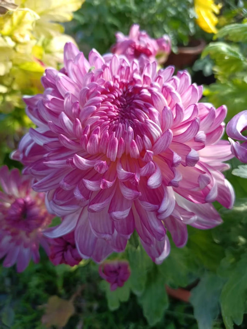 九月大菊（华严的龙）不带花苞原盆原土发货