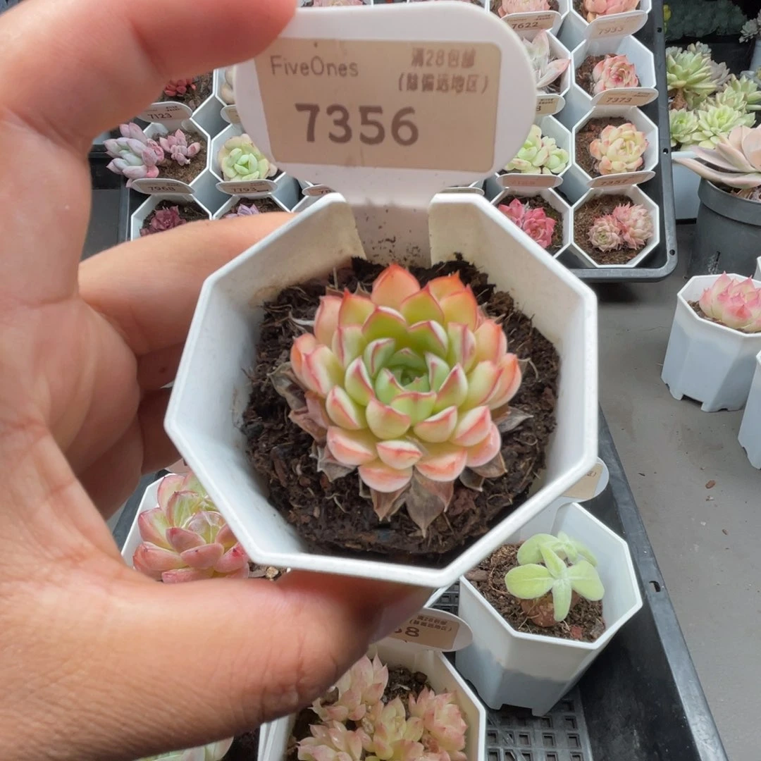 7356梦幻玫瑰4.0厘米