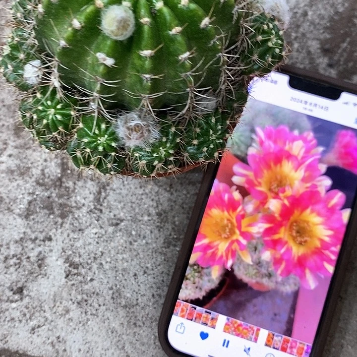 火凤凰丽花，5-8公分左右