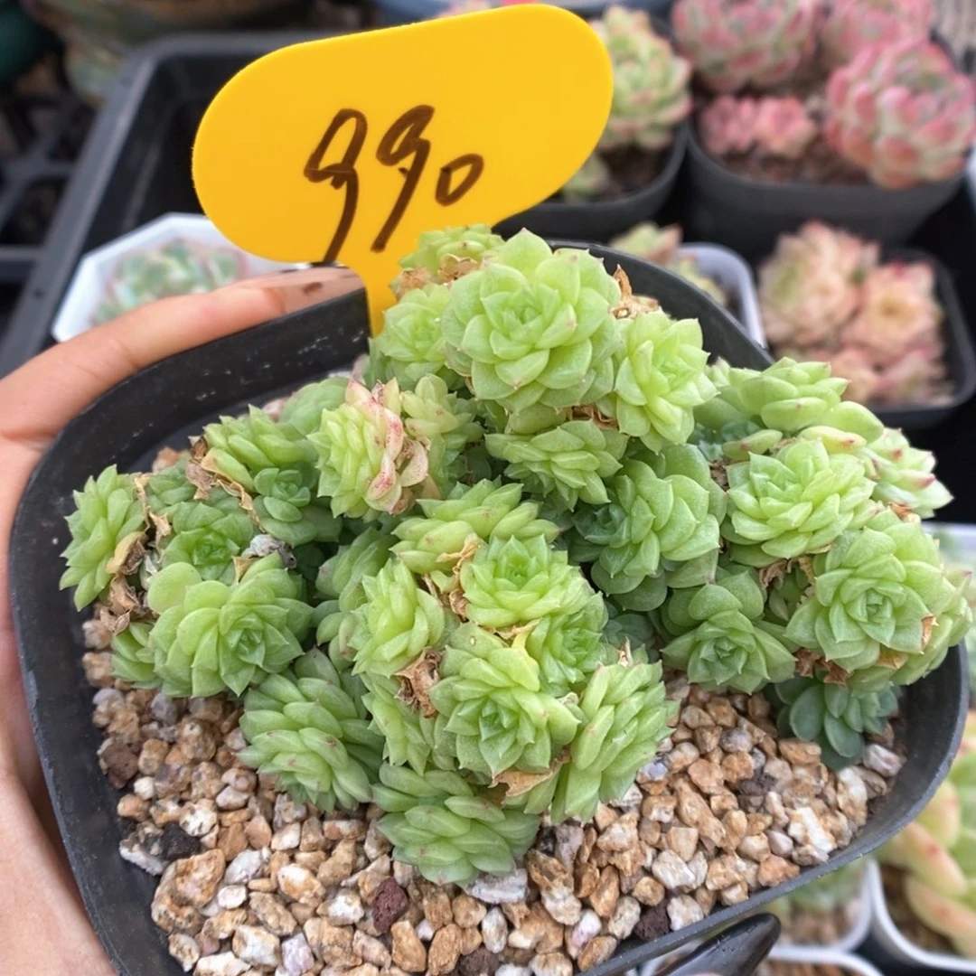 定繁麦秆群生990号。