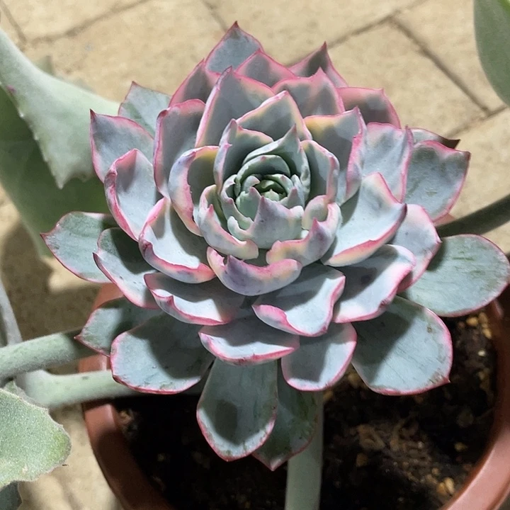 阿美星锦一物一拍锦龙