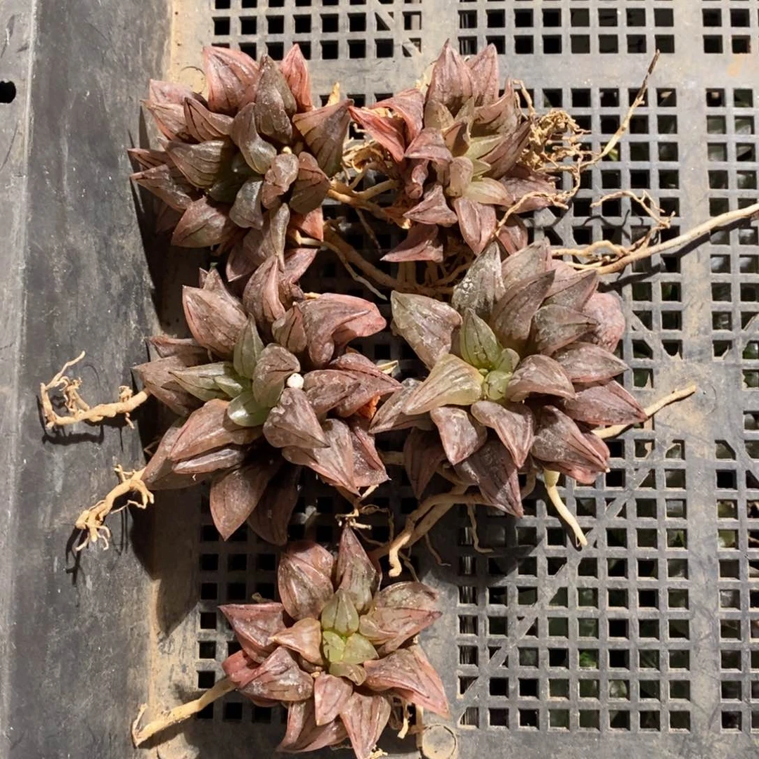 16201 一颗西瓜寿 超级618福利。