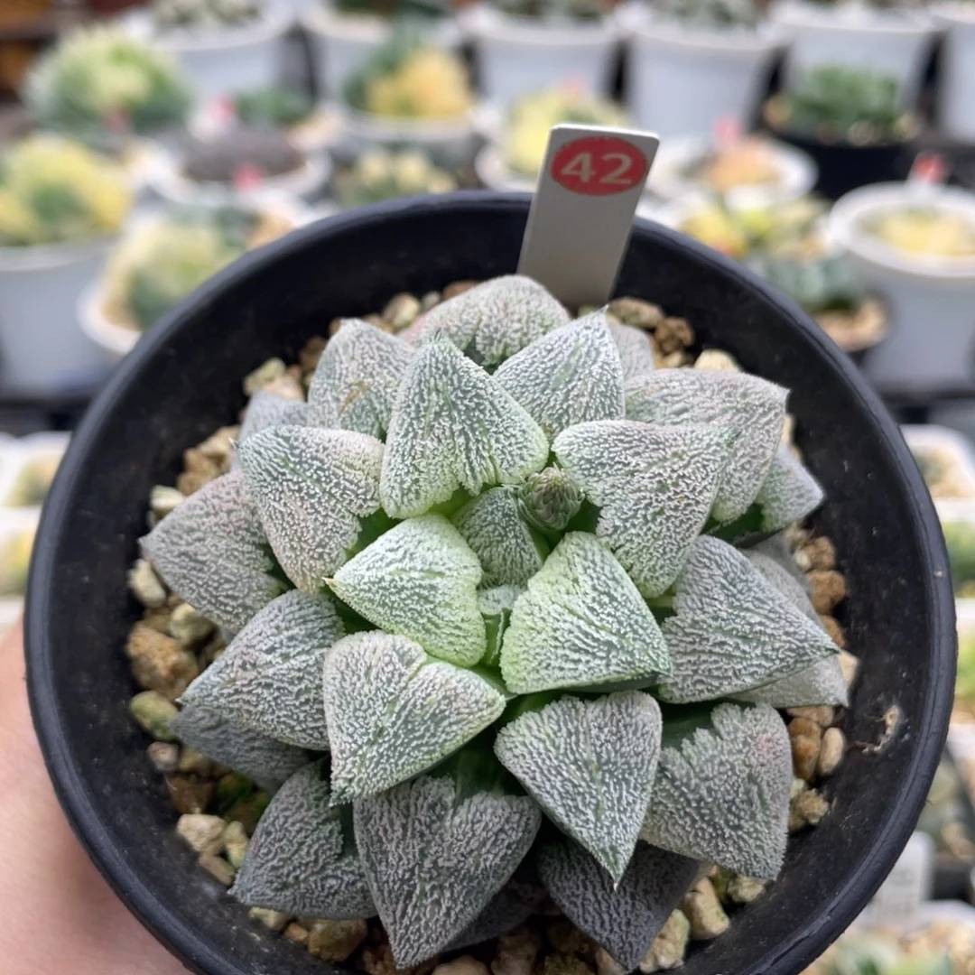 42 萩原磨面寿锦母本株