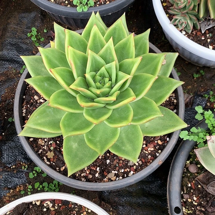 美肉特价活动开始啦