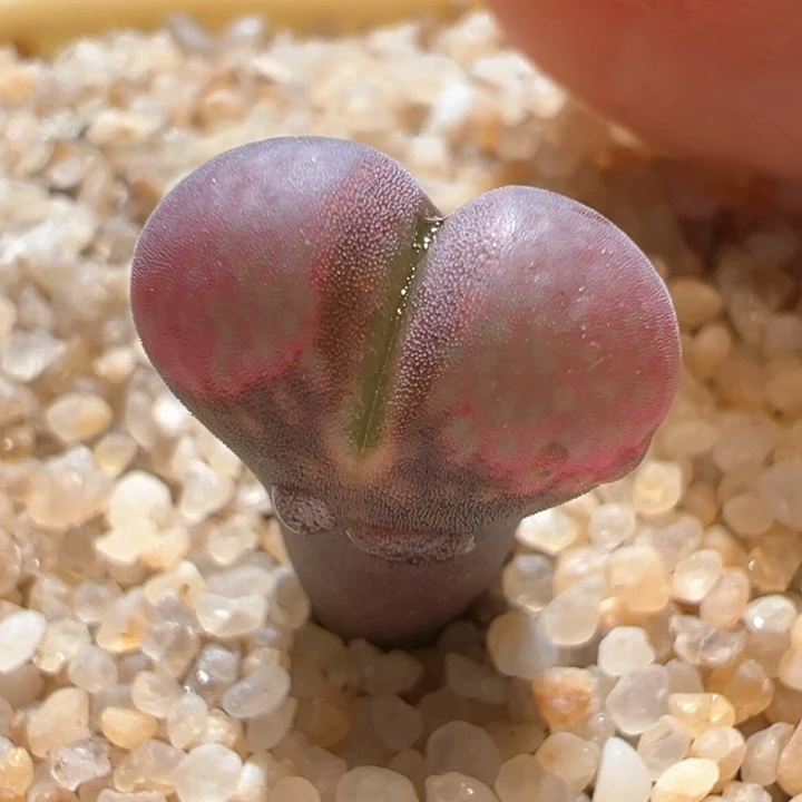 576。优选花开c10。2年 狂欢双十一 8.5折后价