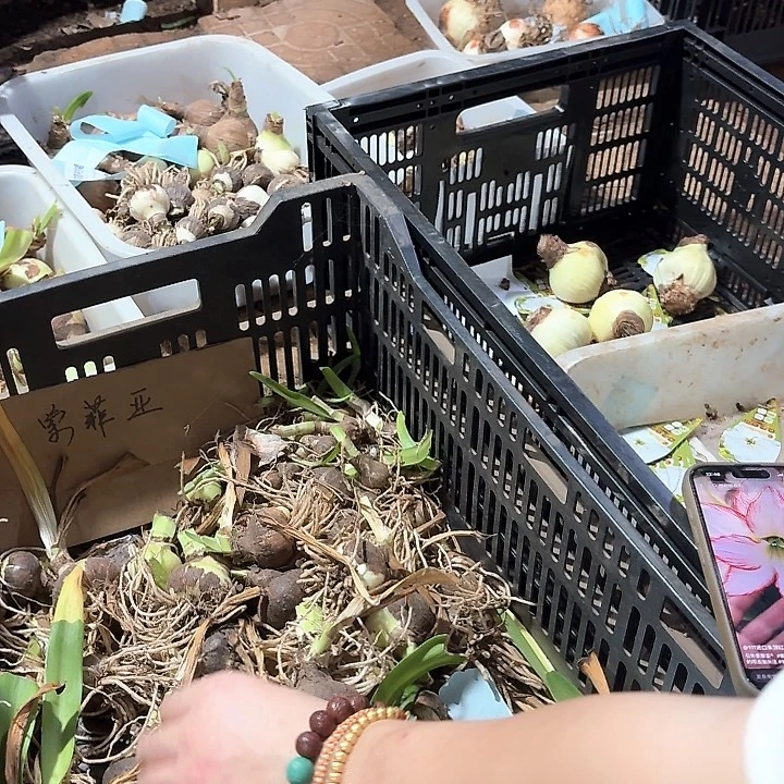 重版索菲亚4公分➕自然球