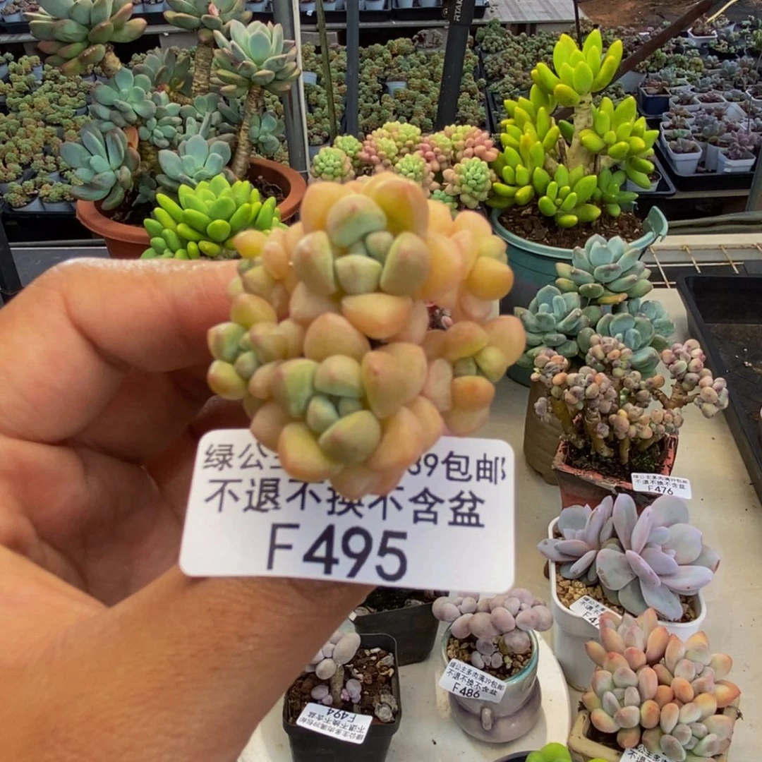 495萤火虫多肉3cm