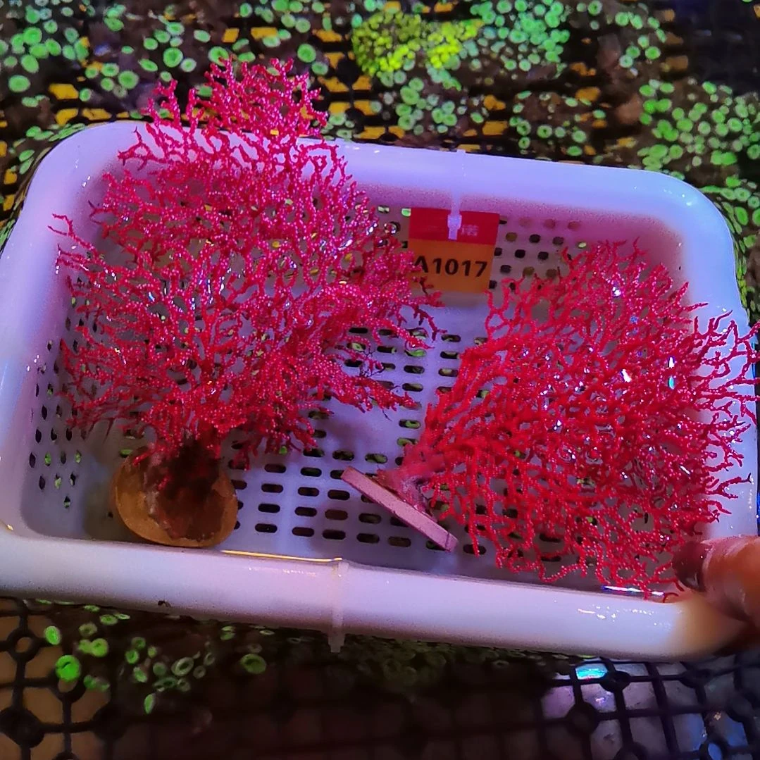 草皮珊瑚101710178