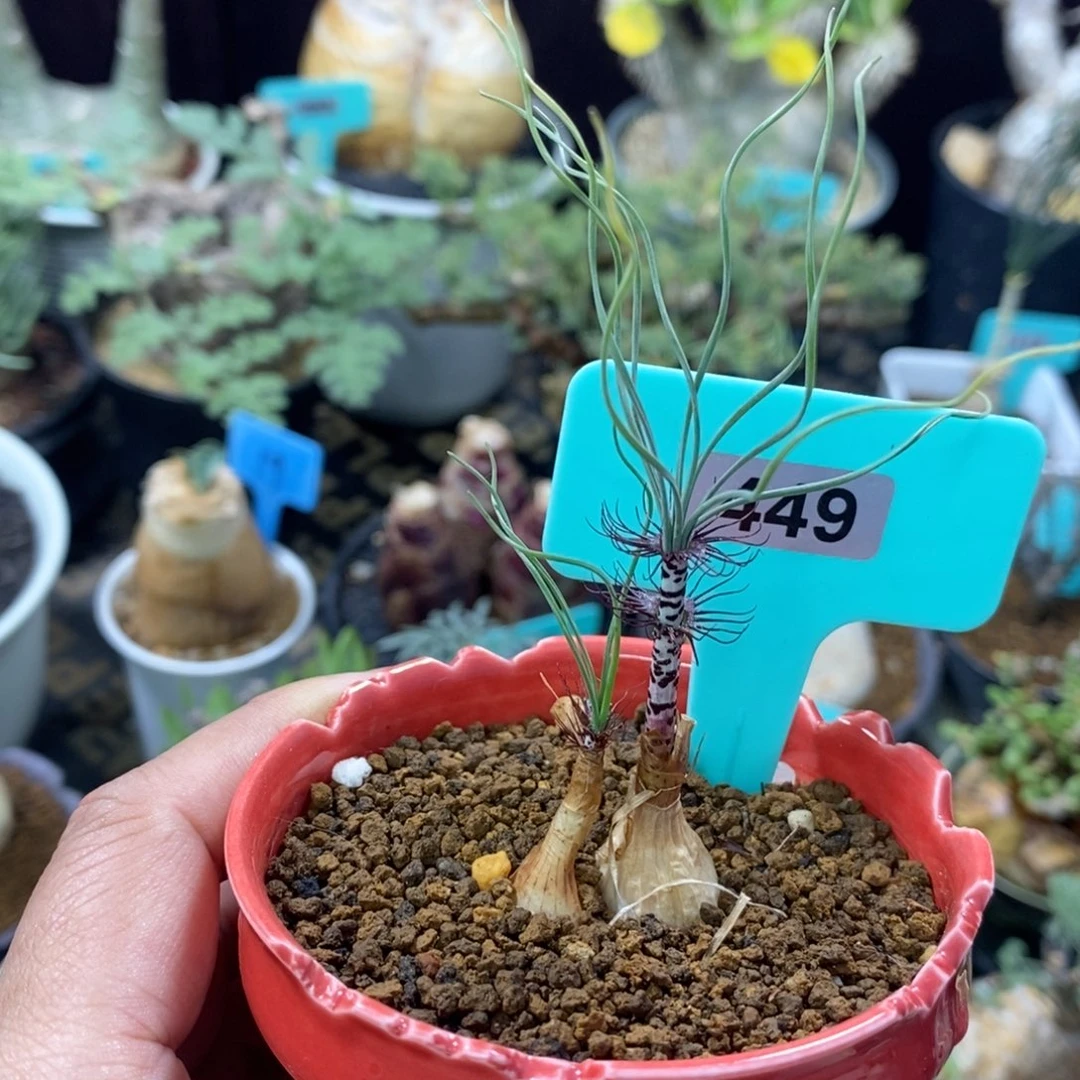 Gv双叶翘弹簧草产地