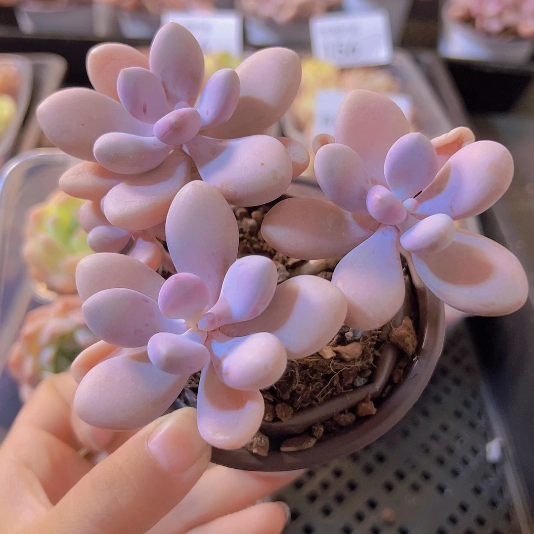 桃蛋，带盆带土发货