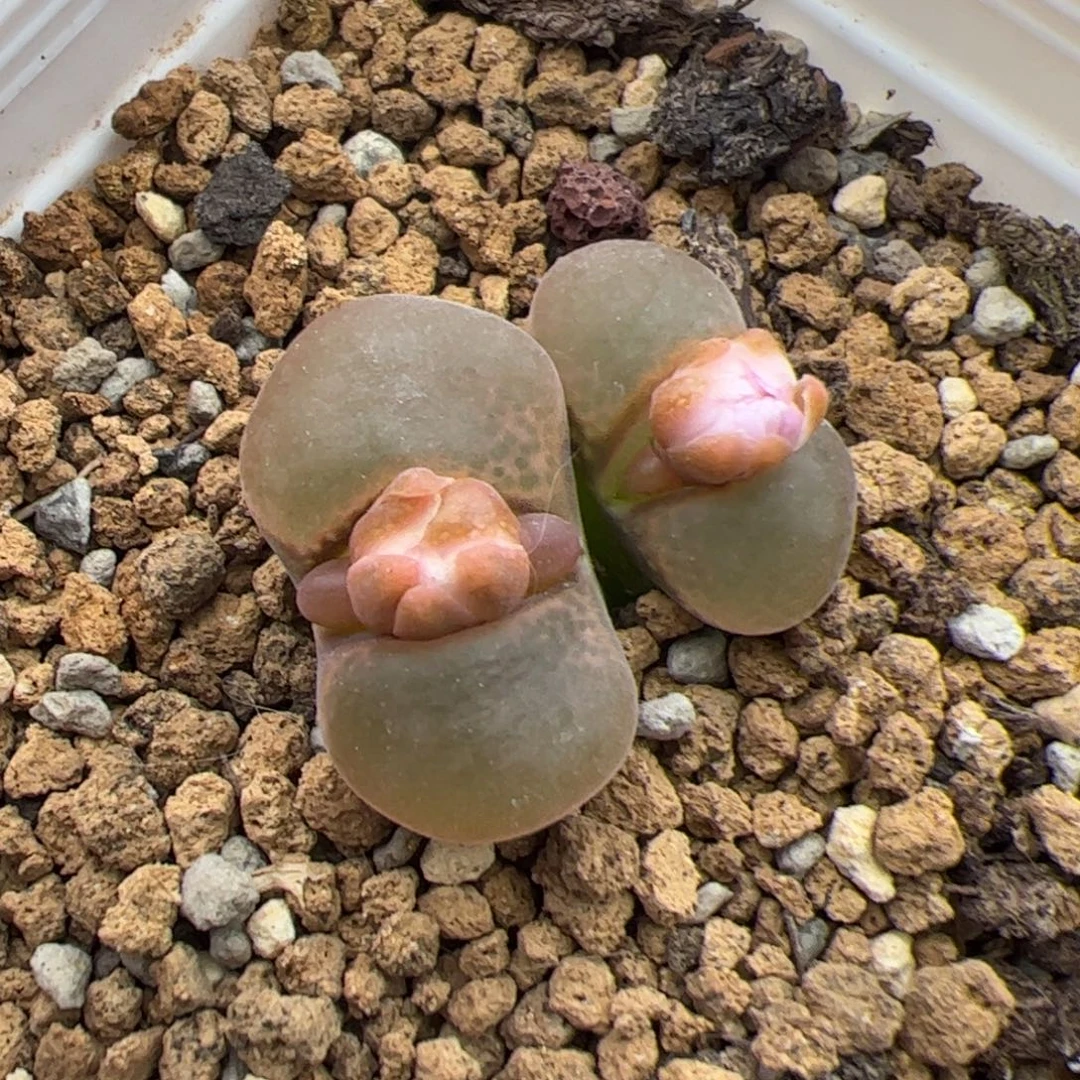 049号风铃 多肉植物