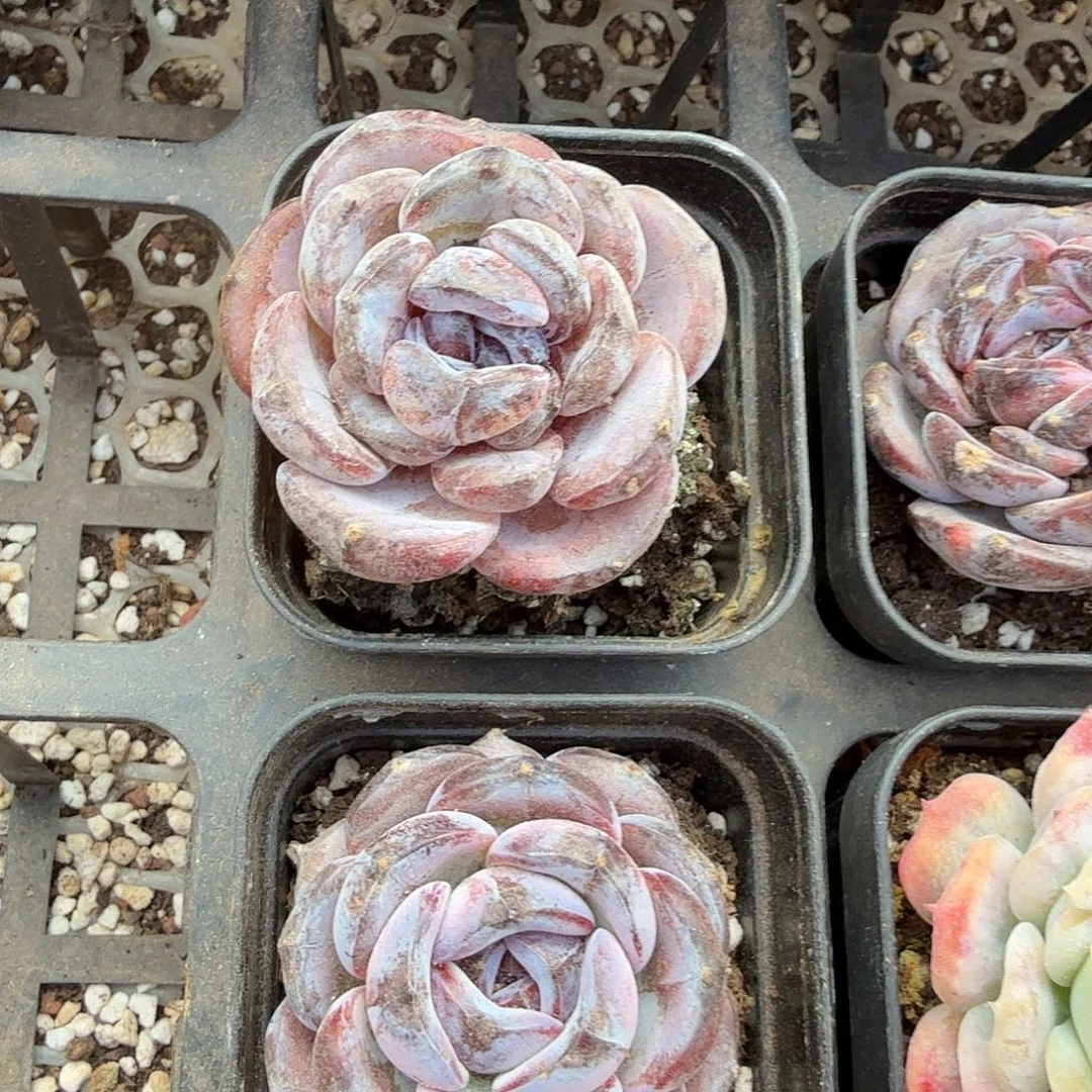 黑橙石化单头（量拍）带盆土