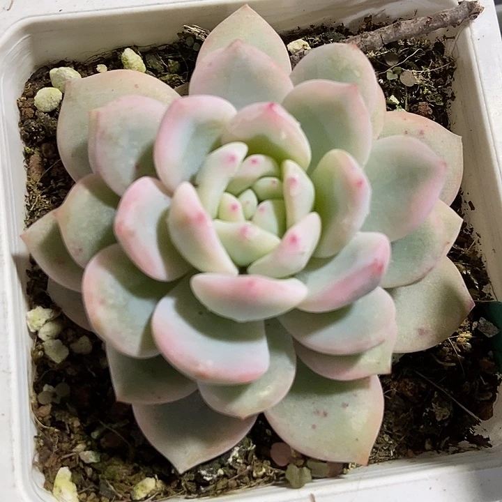 多肉植物梦露锦1562