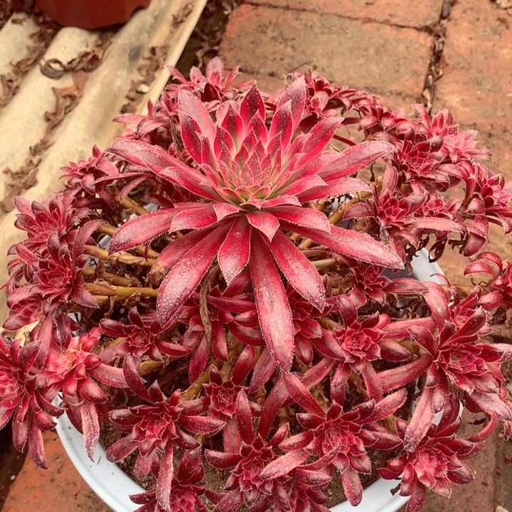 朱雀捧花，多肉植物