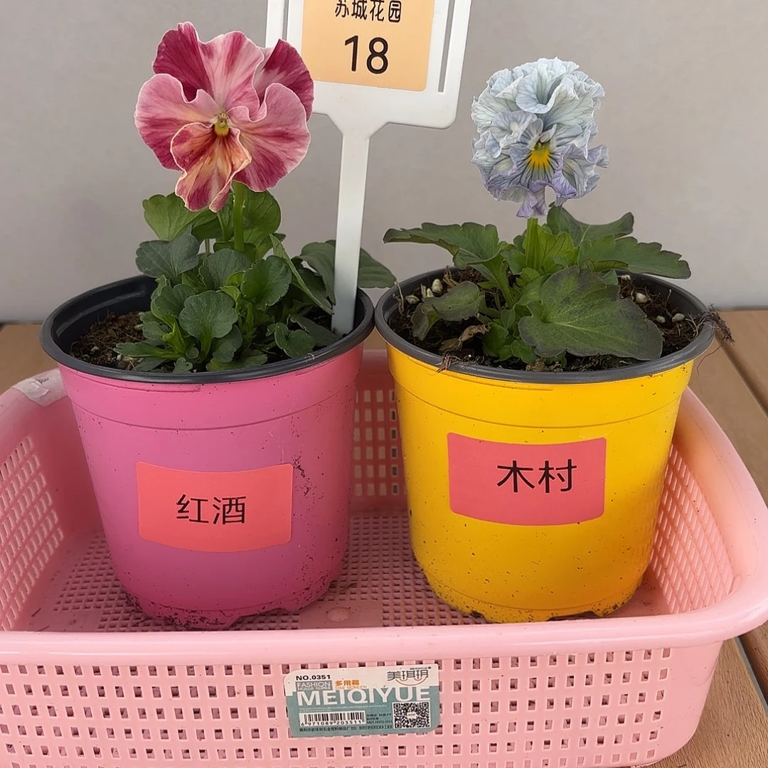 大部分开放少量花苞18