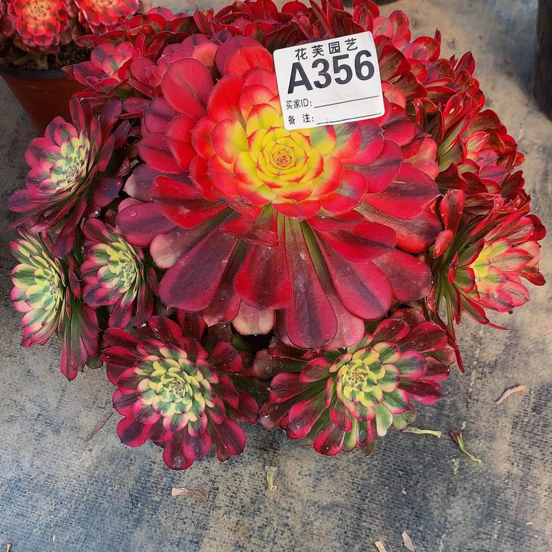 356多肉法师雨天里