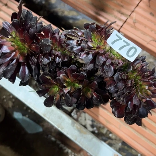 葵***花一颗多肉法师植物 770