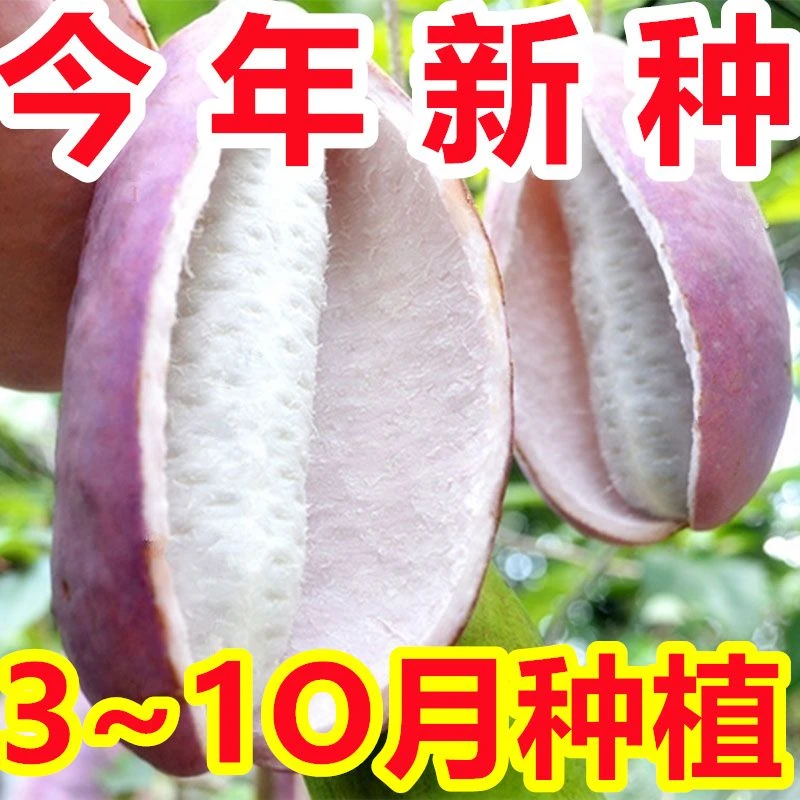 【新种子】野生八月瓜种子紫果八月瓜树种子食用水果八月炸种子