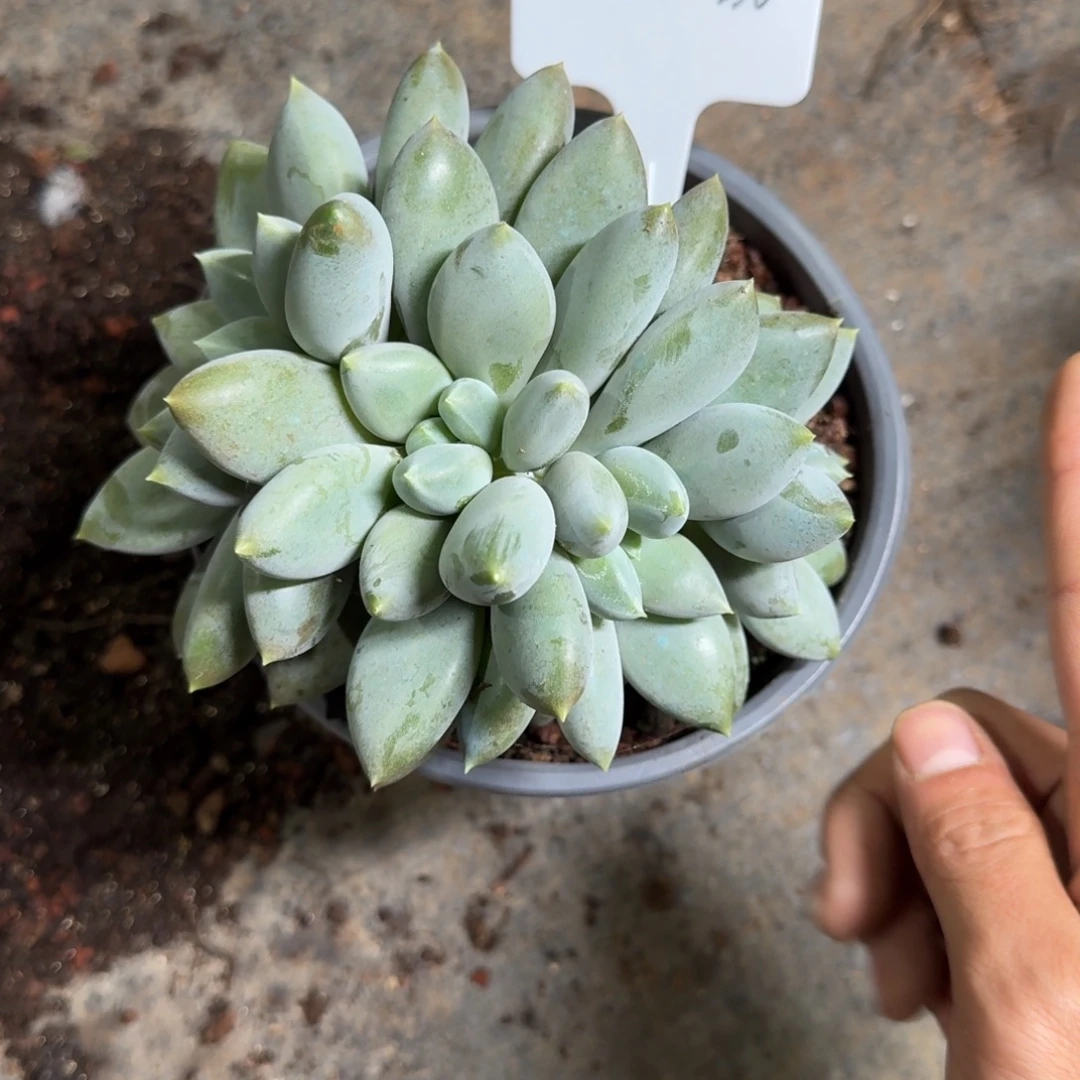 一物一拍超级胖哥特336