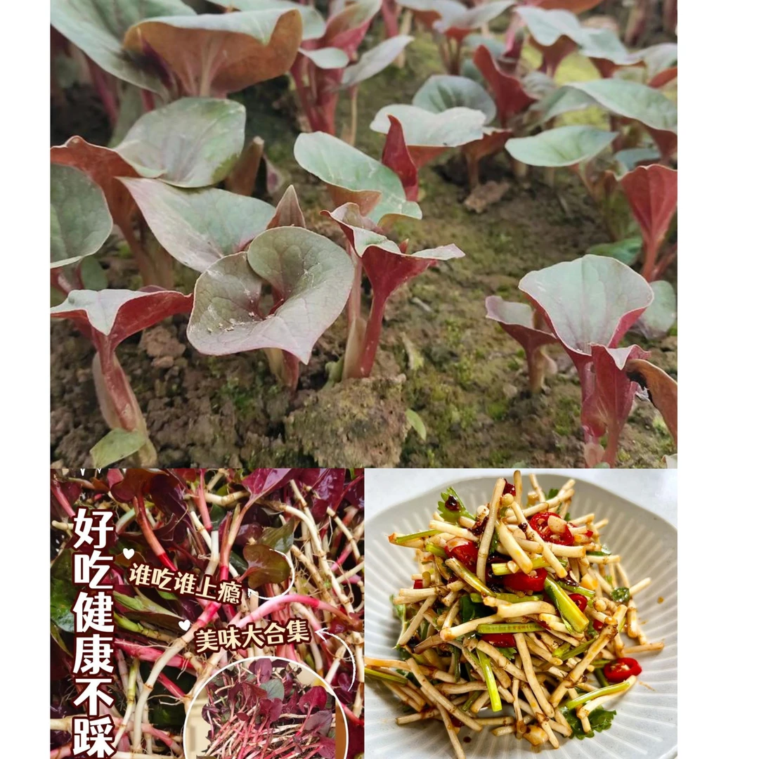 【现称链接】野生折耳根【顺丰包邮】