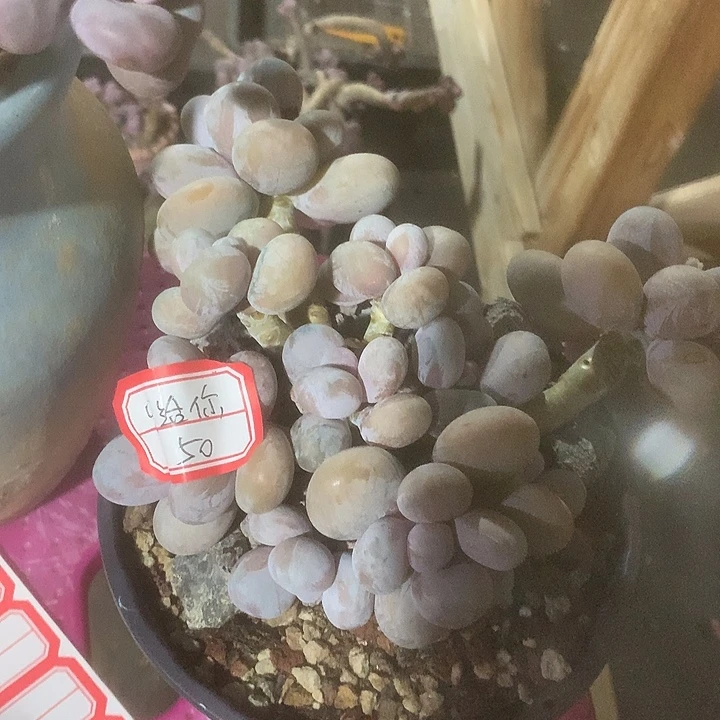 宋***你阿纪去我啦嗯小宇兔装修蜗牛