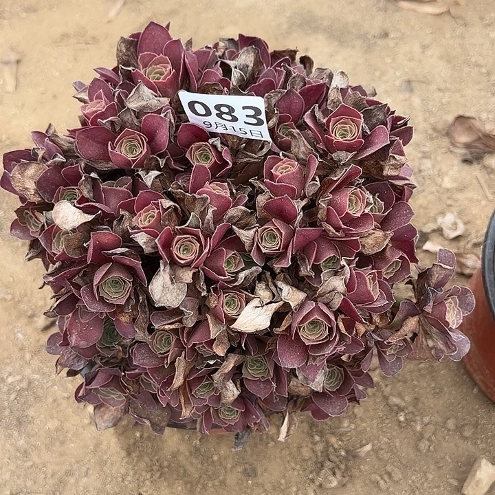 9.15-83玫瑰多肉植物2