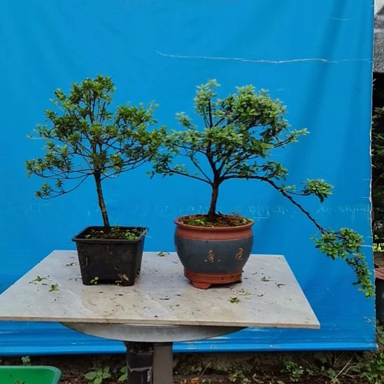无花朵皋月杜鹃花吴小町