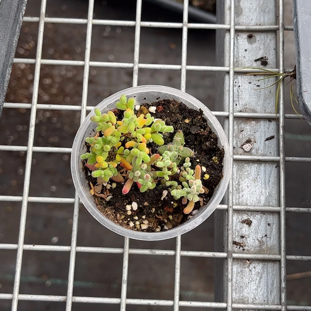 梦***混播切糕枝干番杏