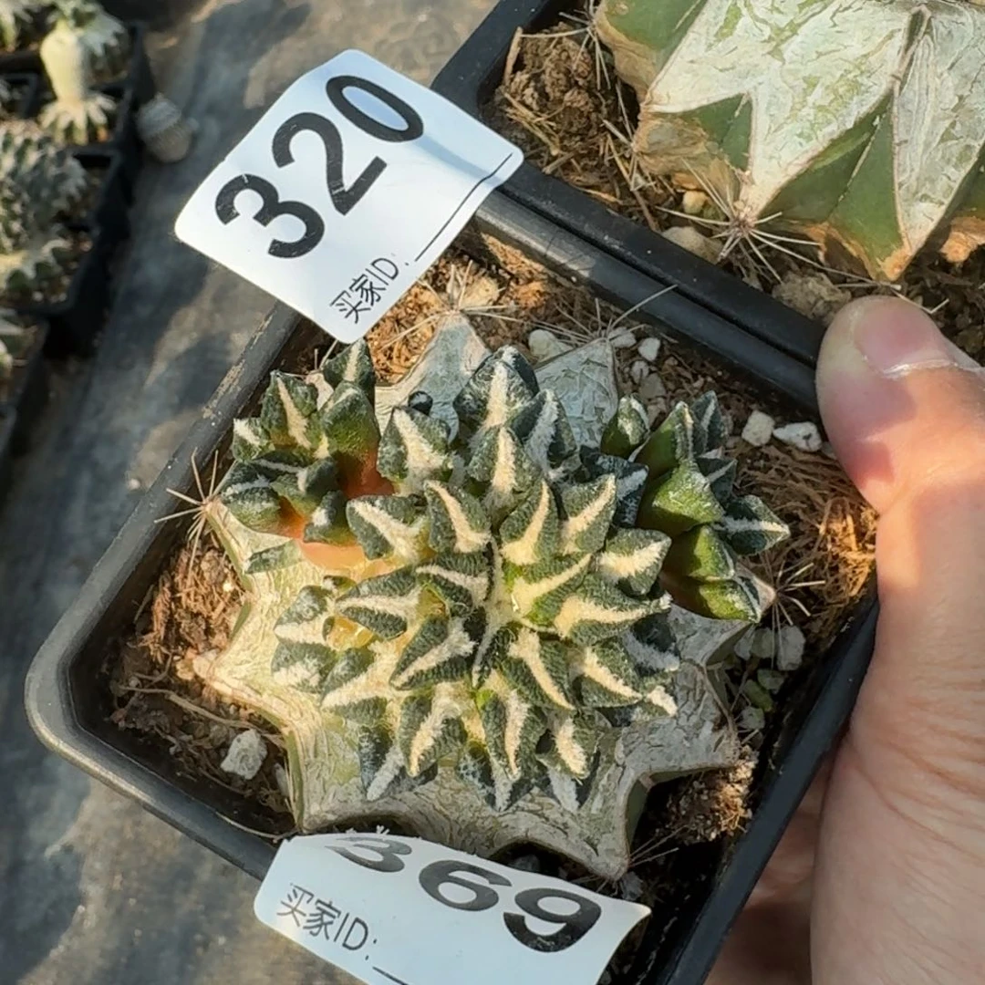 【闪购商品】?****妈两颗黑牡丹320