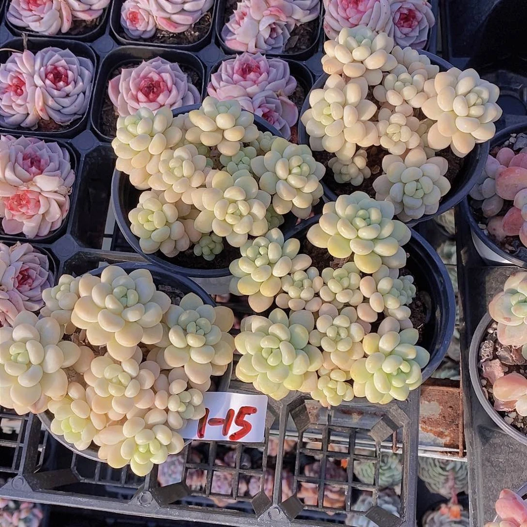 1-15-洛可可群福利一颗 量拍