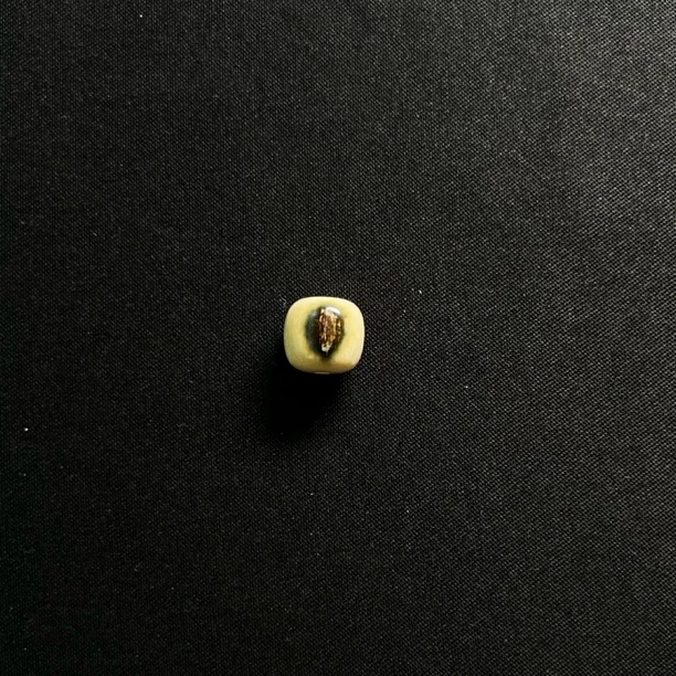 DQ48 蓝眼老型 只做天然猛犸牙