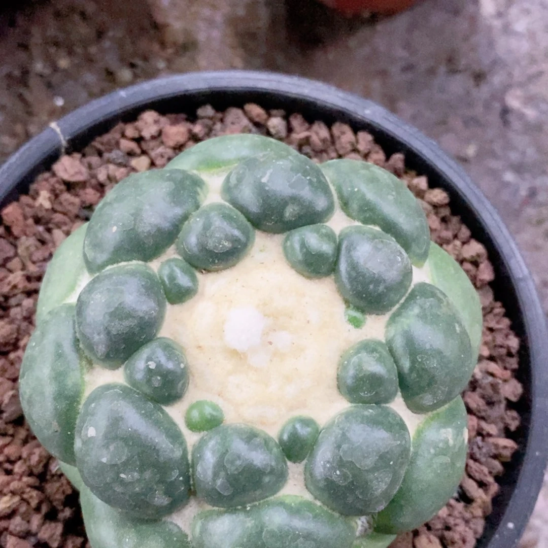 @***头仙人球无刺像呀带盆