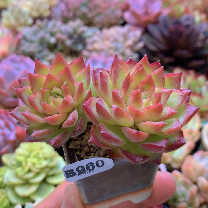 一物一拍含盆土满38包邮B960