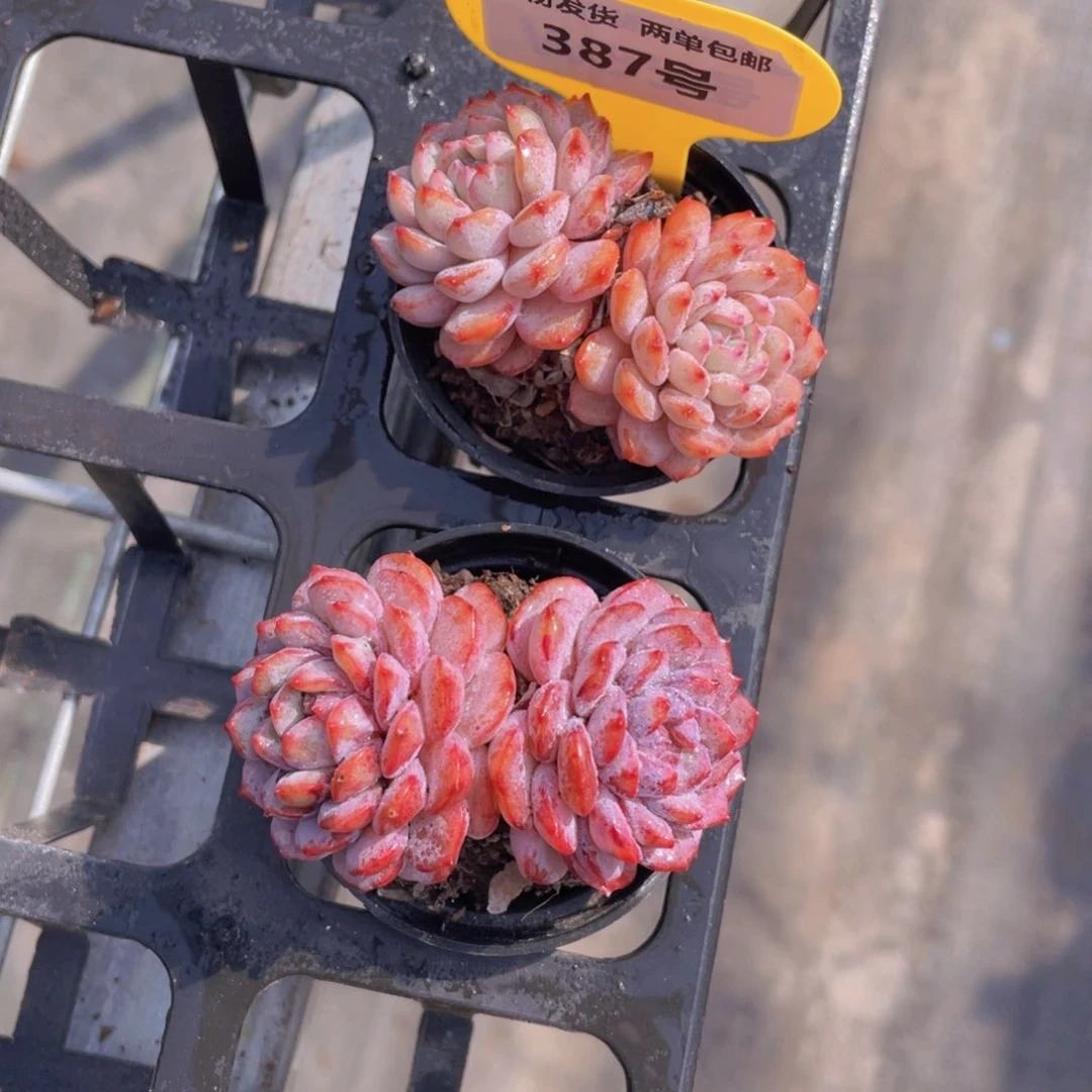 387号全状态小红雪双头一个