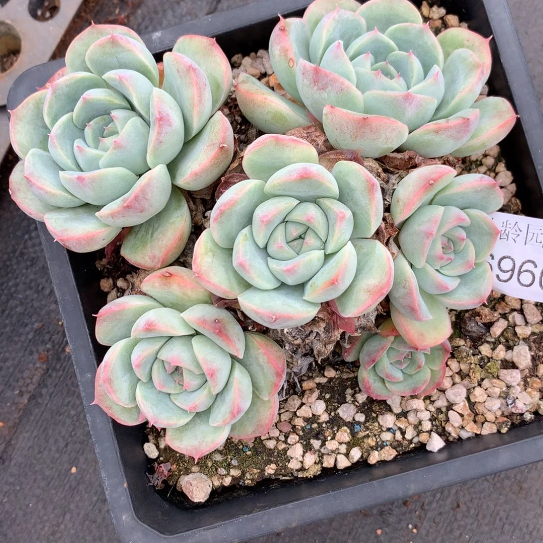 月****✨6960杂交精品基地16厘米