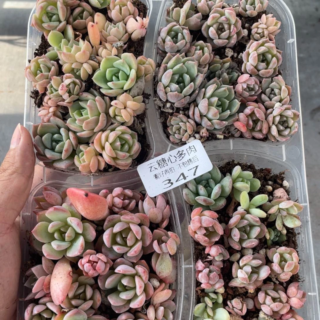 云糖心多肉植物347