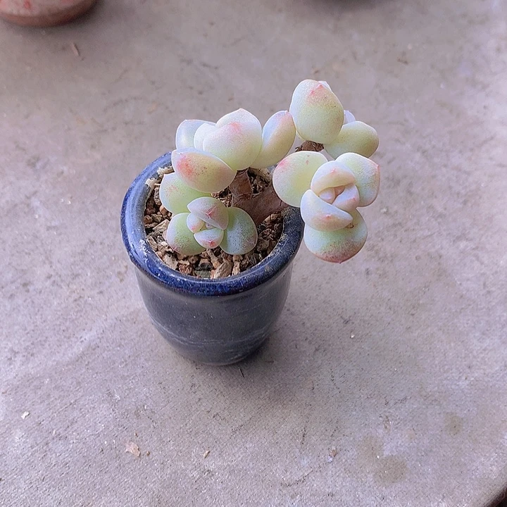 ℳ***এ一物一拍，福利冰玉