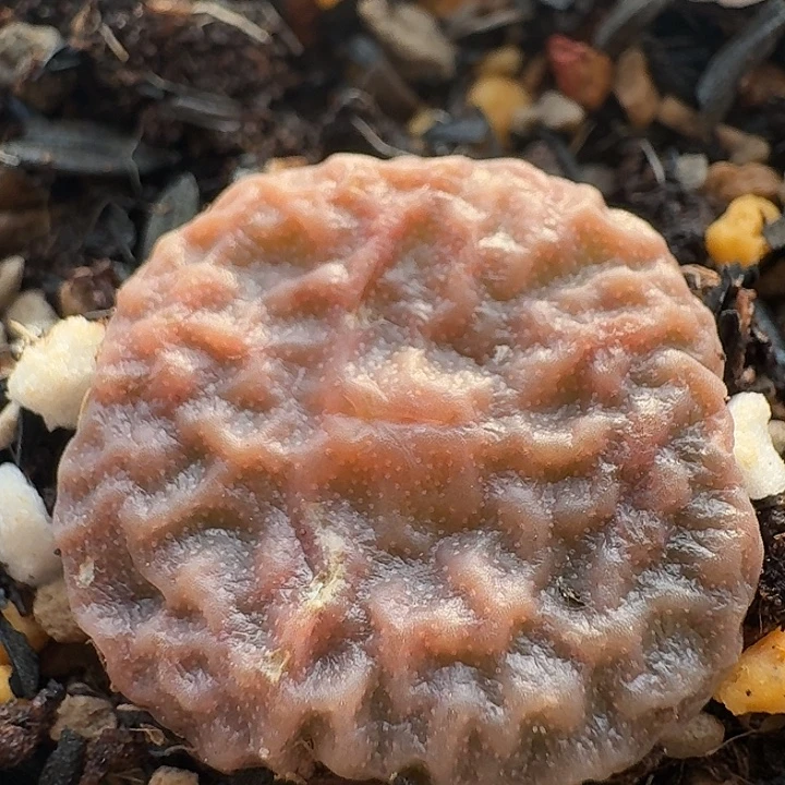 177 超烧778肉锥。